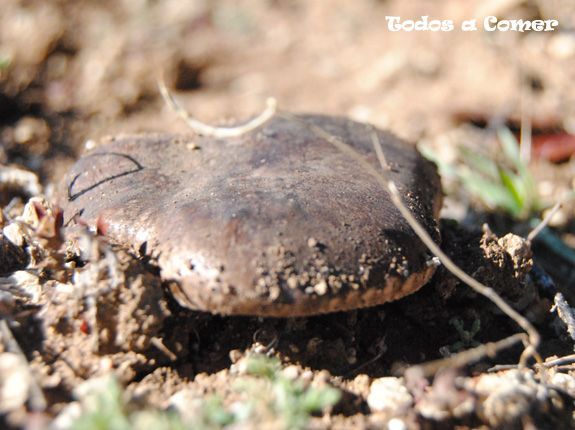 Buscando setas- Setas de cardo