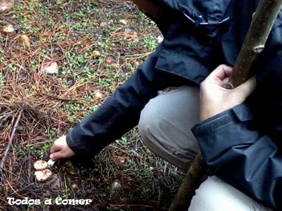Buscando setas- Cortando níscalos