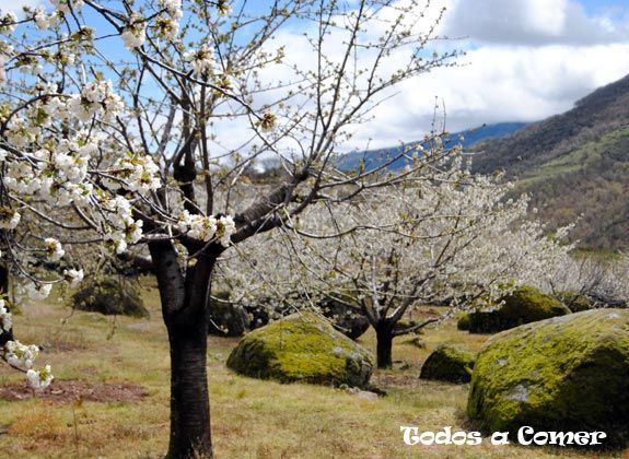 El valle del Jerte y sus cerezos en flor