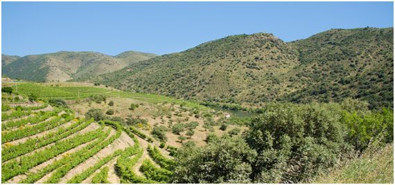 Vacaciones gastronómicas por la ribera del Duero