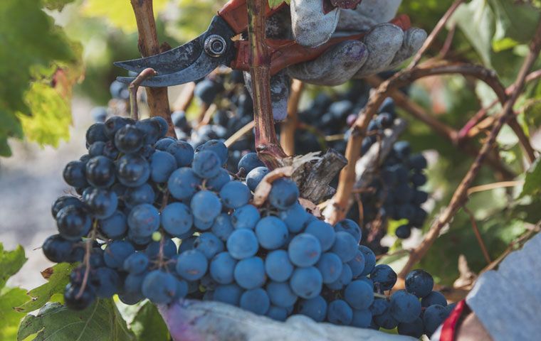 Planes de enoturismo en vendimia- Taller de vendimia en Bodegas Cepa 21
