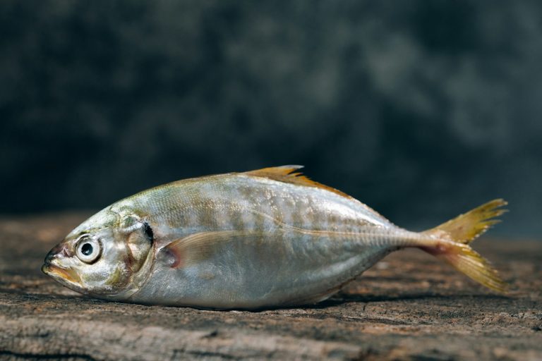 cómo saber si el pescado es fresco