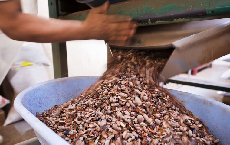 Así se produce el chocolate Paccari