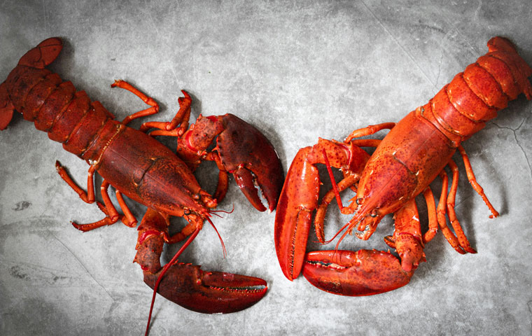 Claves para cocer marisco en casa 