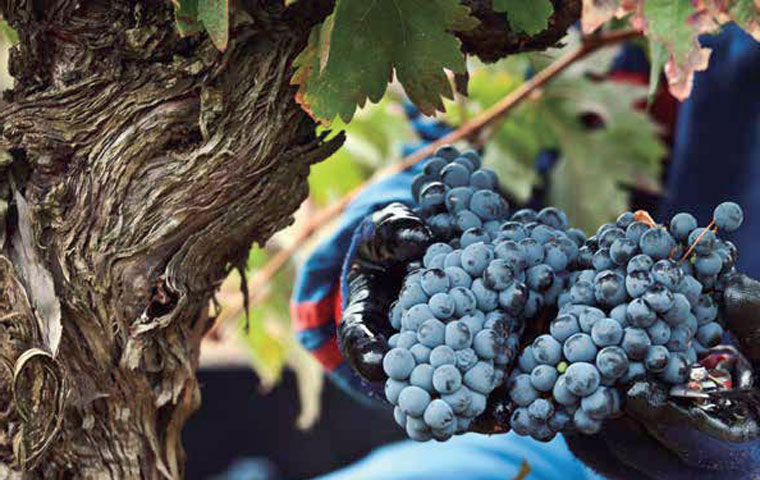 Actividades de vendimia en bodegas Vivanco