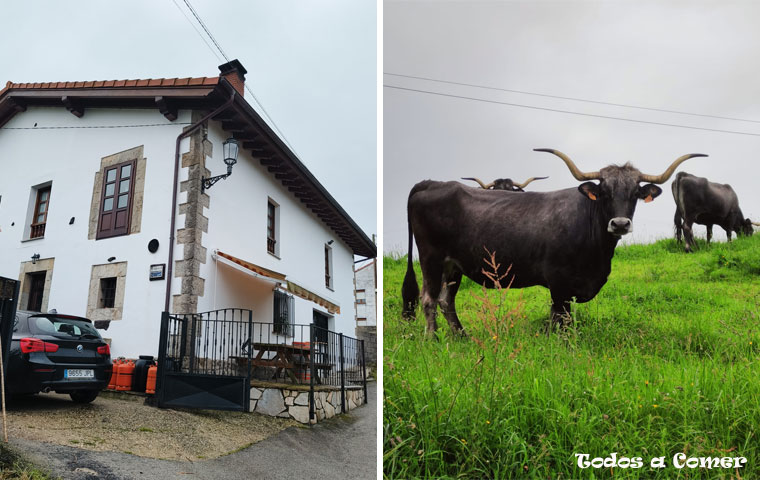 Restaurante La Coteruca (Gandarilla, Cantabria) y vaca de raza Tudanca.